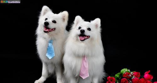 银狐幼犬的全面管理(打造健康快乐的宠物生活)