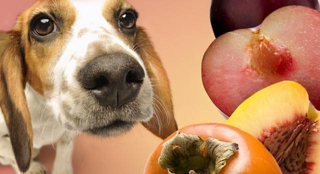 为什么狗狗会失去食欲？（探究15种可能的原因，让你更好地照顾你的宠物）