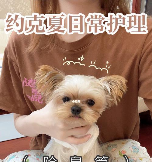 约克夏犬有臭味怎么办？（掌握清洁技巧，让爱宠无臭身心健康）