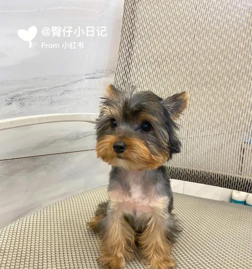 约克夏的洗澡技巧(让宠物爱上洗澡的小技巧)