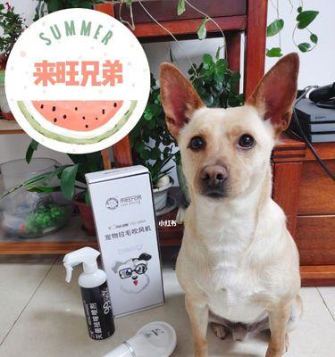在家轻松为宠物洗澡(让宠物的沐浴变得简单易行)