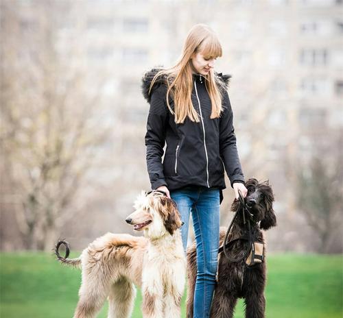 如何为阿富汗猎犬洗耳？（掌握正确方法，保持宠物健康）