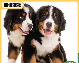 给爱宠伯恩山犬做美容的完美指南（让你的伯恩山犬光彩照人的秘诀）