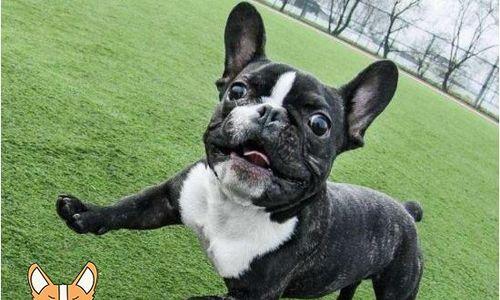 如何有效护理斗牛犬的眼睛(宠物主人必读,为斗牛犬的眼睛做好保护工作)