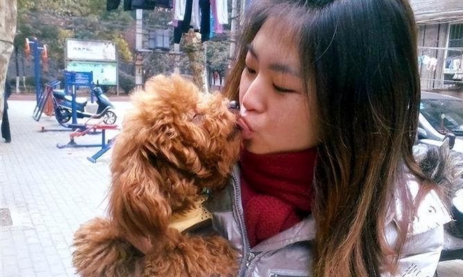 如何正确梳理泰迪犬的毛发？（宠物犬毛发的清理和护理方法）