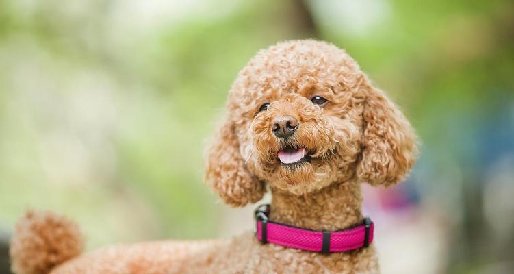 如何护理贵宾犬的牙齿(预防比治疗更重要,掌握正确的护理技巧)