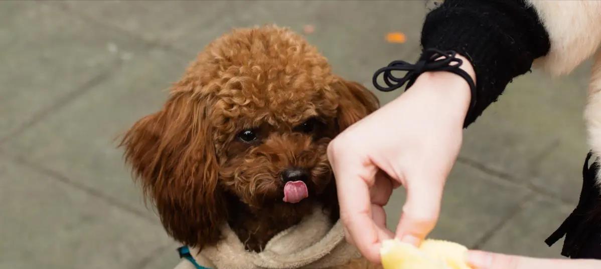 如何理解泰迪犬的心理世界（从宠物犬的行为与情绪中寻找突破口）