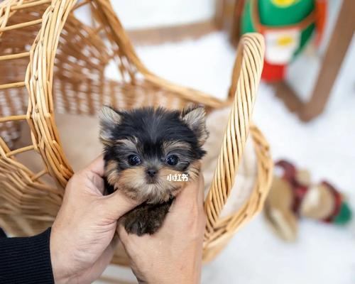 如何评判约克夏犬的品相（以宠物为主，了解约克夏犬的外貌特征和评判标准）