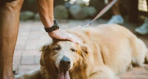 如何训练金毛犬捡东西（教你通过简单步骤训练金毛犬成为高超的捡东西专家）