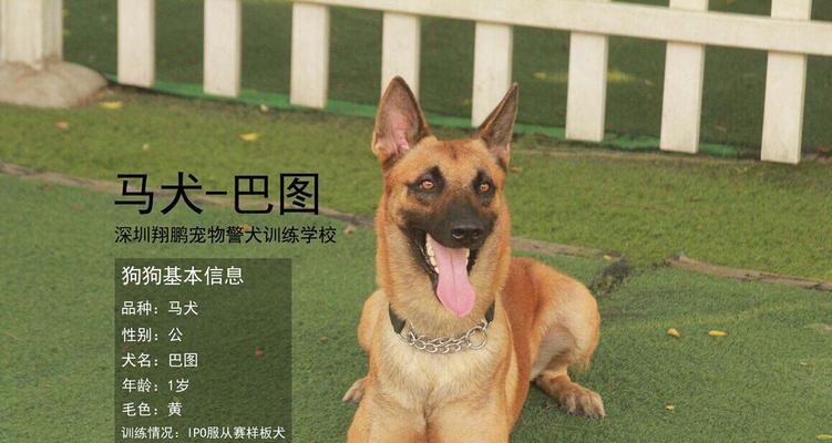 驯养凶猛宠物的秘诀（以马犬为例，如何让凶猛性变得温顺可爱）