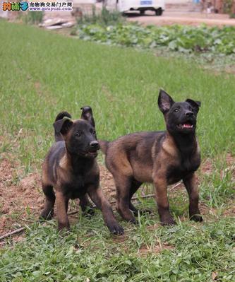 训练马犬匍匐前进的技巧（以宠物为主，让你的马犬轻松掌握匍匐前进的技能）