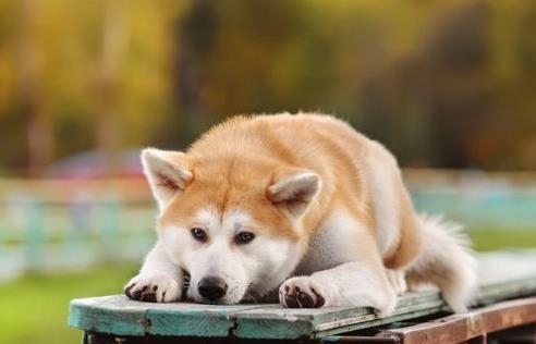如何训练秋田犬不咬人(以宠物为主,掌握这些技巧让秋田犬不再攻击人类)