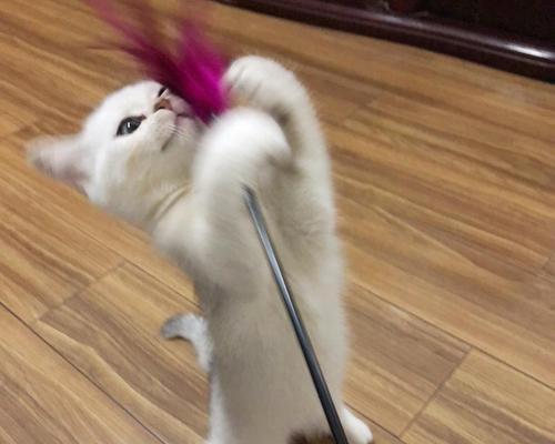 训练宠物猫的技巧与方法(如何培养你的猫成为乖巧听话的好宝宝)