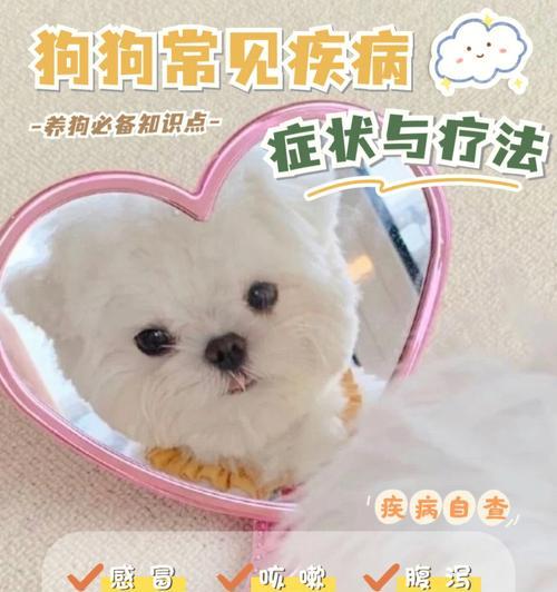 照顾感冒的狗狗,这些你需要知道的!(宠物犬感冒的症状、照顾、预防)