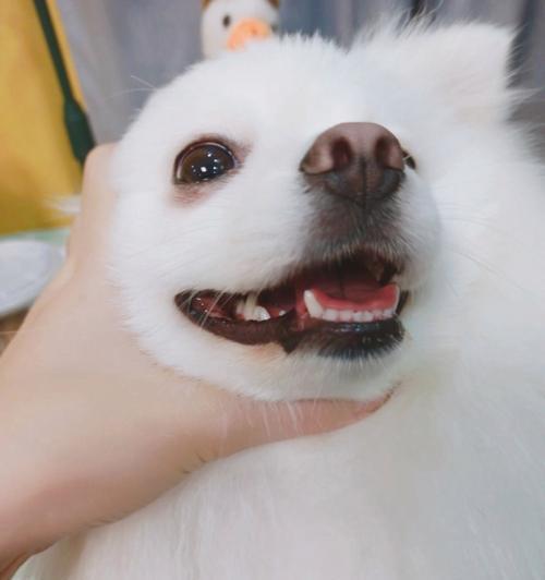 如何通过牙齿判断狗狗的年龄(揭秘狗狗牙齿的生长规律及对年龄的影响)