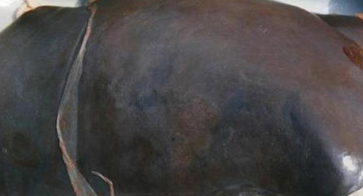预防和治疗人犬共患皮癣(以宠物为主,掌握有效方法)