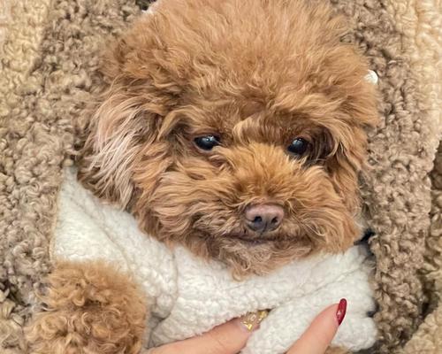 如何让贵宾犬乖乖就诊?(贴心攻略让宠物就医变轻松)
