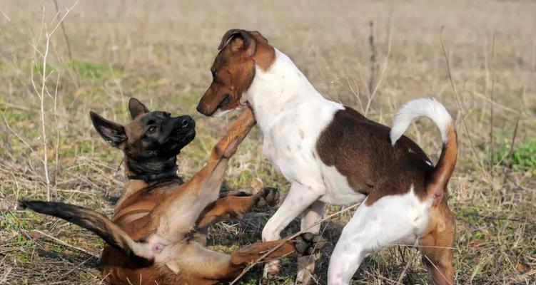 培养宠物犬紧跟主人的习惯（训练方法、注意事项、实践技巧）