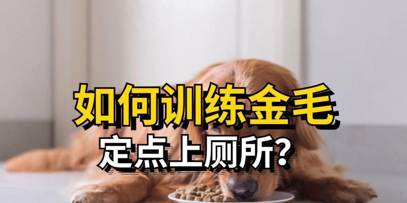 如何训练金毛犬送东西（掌握金毛犬送东西的技巧与方法，建立良好的训练关系）