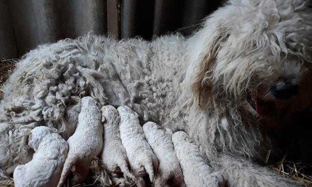 如何训练可蒙犬不上床（训练可蒙犬不上床的秘诀和技巧）