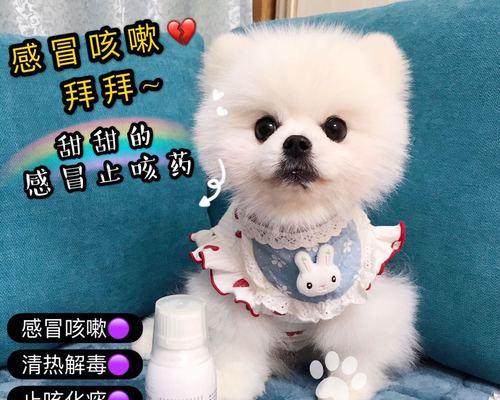 如何预防宠物犬春季感冒？（关注狗狗健康，提前预防为上策）