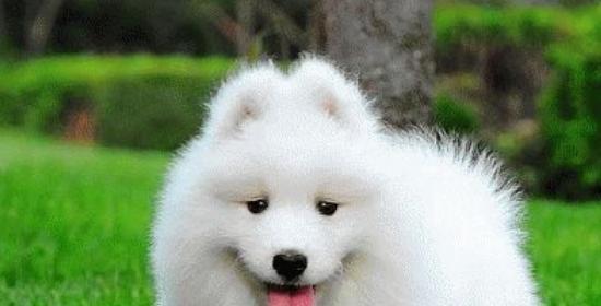 治疗可蒙犬“翻肠子”综合指南(以宠物为主,从饮食、运动、药物全方位解决“翻肠子”问题)