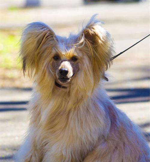 中国冠毛犬的健康成长（为您的爱宠打造完美生活）