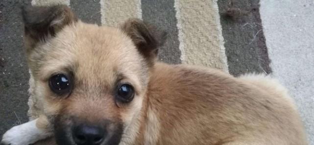 中华田园犬的优点(探索中华田园犬的优良品质与性格特点,为你解读它的魅力所在)