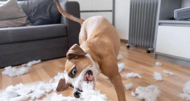 狗狗为什么喜欢咬卫生纸？（从宠物心理角度解析，如何避免这一行为？）