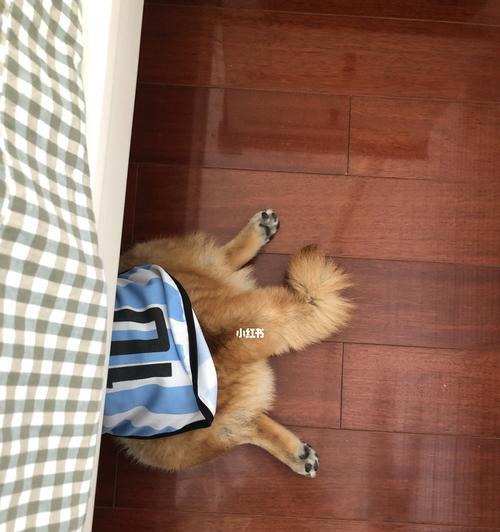 为什么狗狗喜欢钻床底下？（探究狗狗钻床底下的行为动机，帮助主人更好地理解宠物习性）