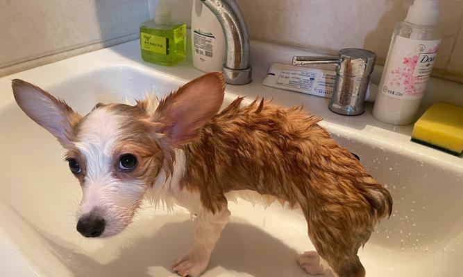如何正确给宠物狗洗澡（准备工作、洗澡步骤、注意事项、常见问题、保持狗狗清洁）