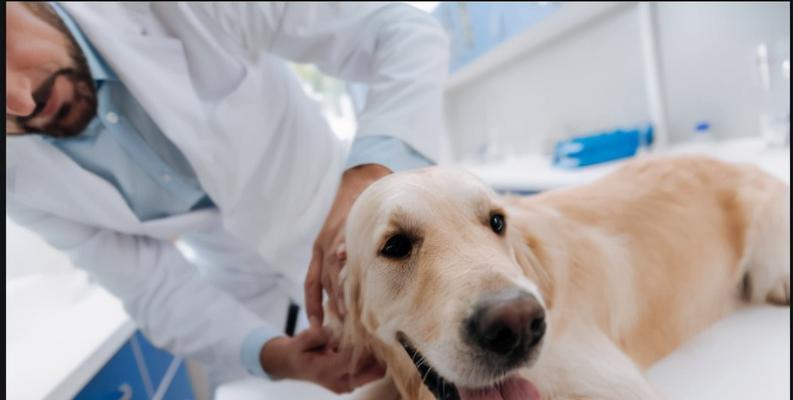 如何预防和治疗狗狗细小病毒？（宠物主人必看的细小病毒防治指南）