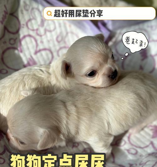 狗狗一天尿几次正常?(关注宠物健康,轻松掌握正常尿频)