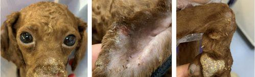 夏季狗狗皮肤瘙痒全解析(如何预防和缓解狗狗夏季皮肤瘙痒?——宠物护理小技巧分享)