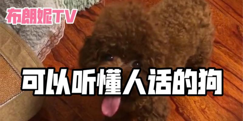 狗狗能听懂人话吗?(探究狗狗与人类的沟通方式)