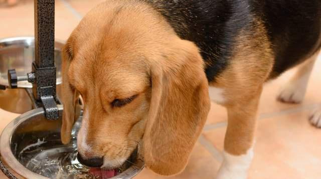 宠物狗的水量需求（每天喝多少水才合适？）