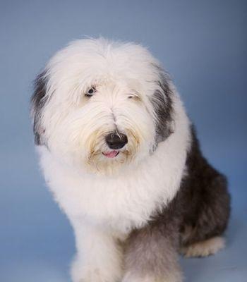 如何解决宠物牧羊犬晚上的叫声问题?(教你如何让牧羊犬安静度过夜晚)