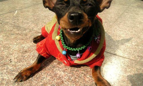 如何正确饲养杜宾幼犬?(宠物养护指南)