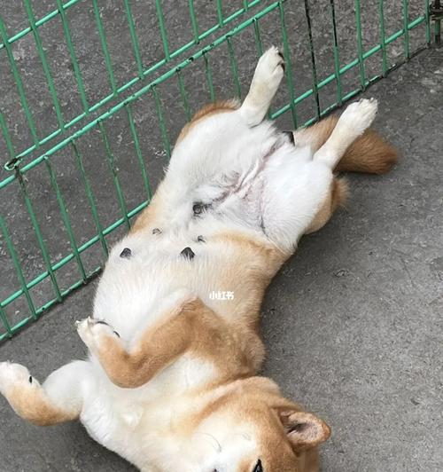 让宠物狗在舒适温度下生活的技巧（掌握家里的温度，给狗狗带来更好的生活体验）