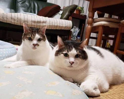 猫狗同住,和平共处还是相互抵触?(以家里同时养猫咪狗狗行不行,让宠物一起快乐生活的攻略)
