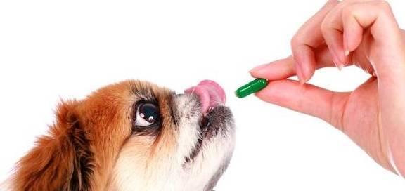 家养狗狗必备药品全揭秘！（养宠物，先要知道哪些药要备好！）