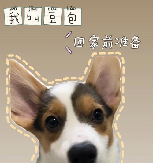 如何接小狗到家?(宠物新成员的欢迎与照顾)