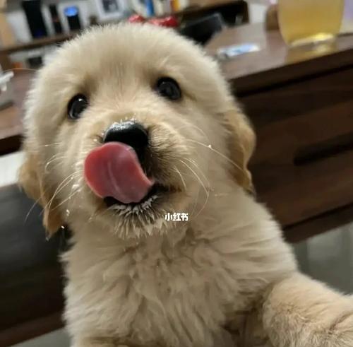 金毛狗狗换牙期详解(什么时候换牙?如何照顾?换牙后应该注意什么?)