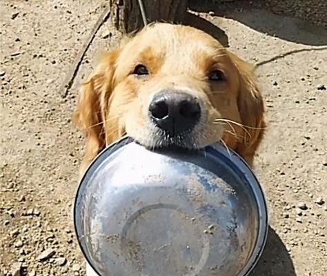 金毛犬抢食挑食行为纠正训练（如何让你的金毛犬摆脱抢食和挑食的问题？）