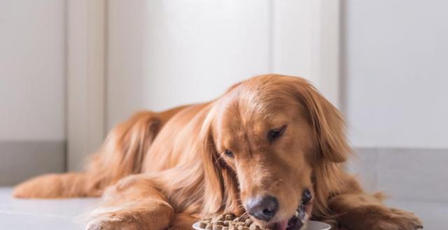 如何让金毛犬爱上狗粮？（解决金毛犬不吃狗粮的问题，让你的宠物健康成长）