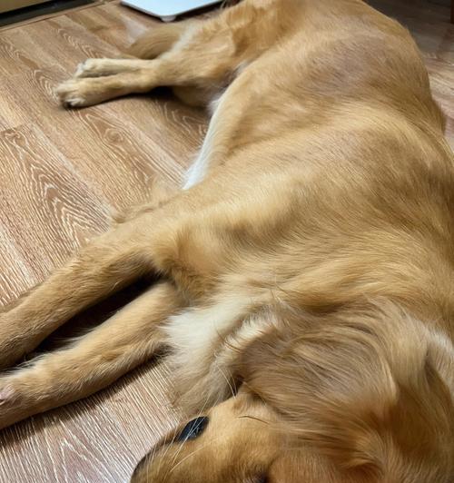 金毛犬的睡眠习惯揭秘（了解你的宠物如何入眠）