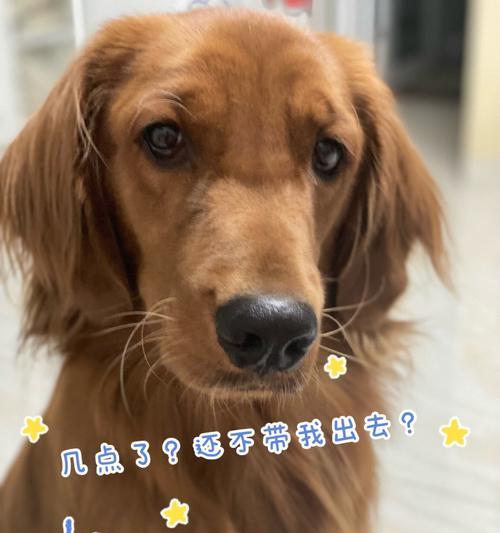 金毛犬突然长包怎么办?(从宠物主人的角度出发,教你如何正确应对!)