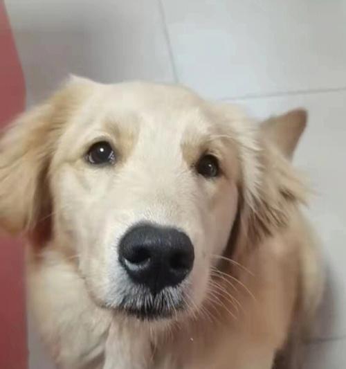 金毛犬为什么讨厌剪指甲?(了解金毛犬的特点,正确剪指甲的技巧是关键)