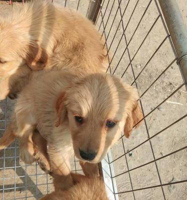 如何进行金毛幼犬的基本训练（成为一位优秀的金毛犬主人）