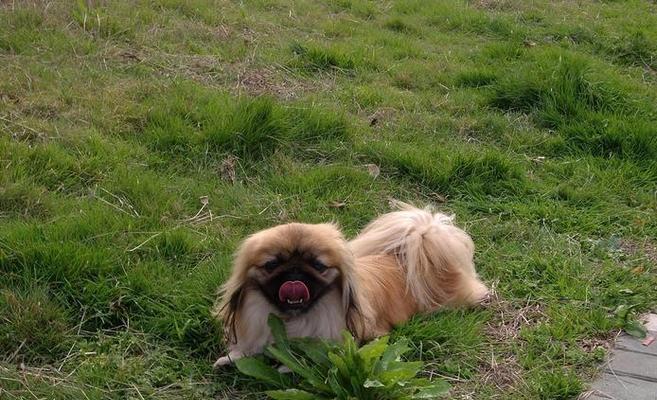 夏日养京巴犬的注意事项（关爱宠物，让京巴犬度过舒适夏天）